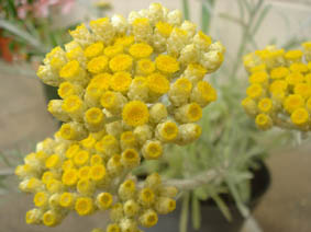 Helichrysum orientale